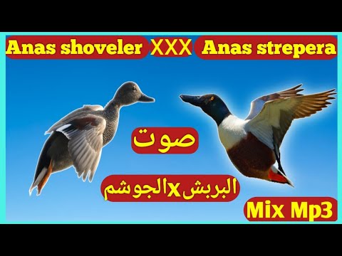 صوت أبو مجرفه Xxx الجوشم Duck Sound Mix Mp3