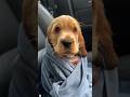Cocker Spaniel Dogs Playing And Showing Emotions 🐶 #funnydog #funny #adorably