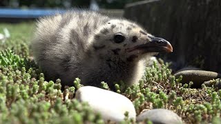 Te Gast Bij De Meeuw Op Gedoogdak Het Zijn Geen Vliegende Ratten