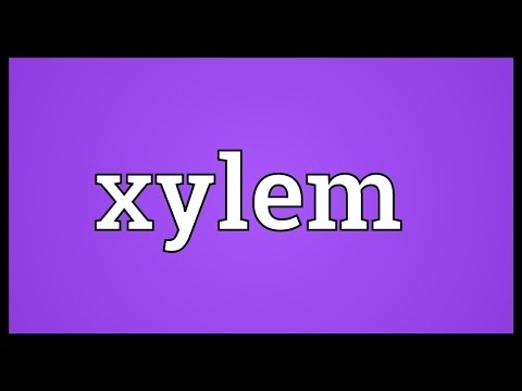 Xylem Meaning