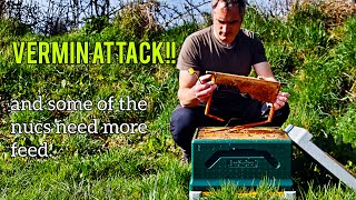 Vermin attack and more Feeding - Beekeeping in Ireland