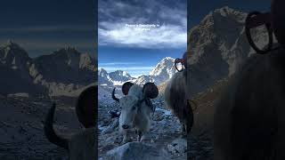 🐂 Yaks – The Lifeline of the Himalayas ❤️🏔️ #explorenepal #trekkingnepal