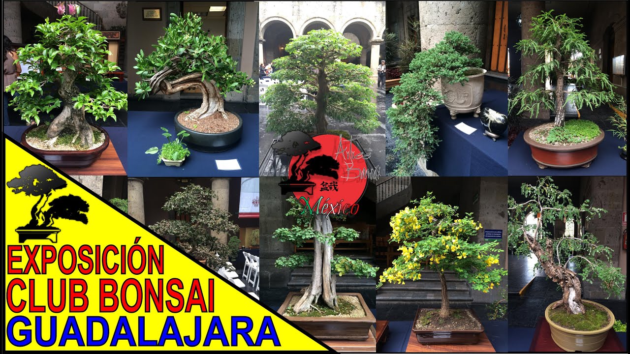Exposición CLUB BONSAI GUADALAJARA 2015 ¡BONSAI en MÉXICO! YouTube