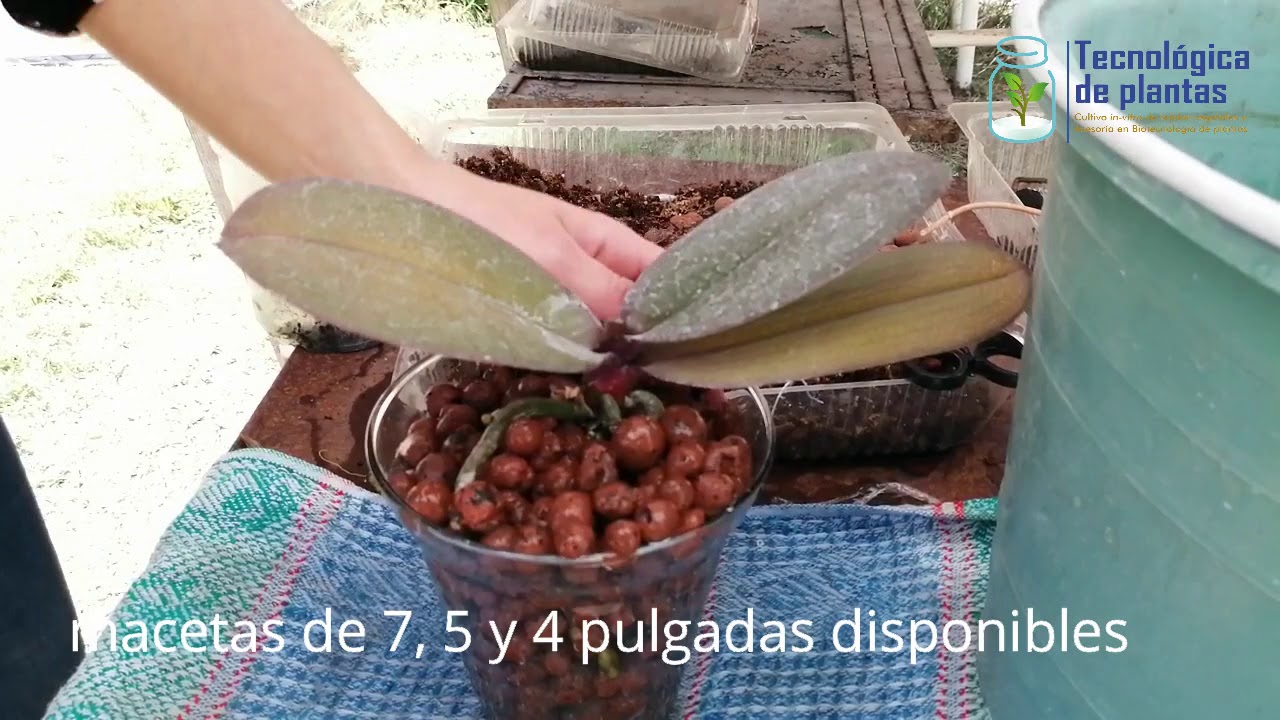 El uso de la ARCILLA EXPANDIDA y el enraizador RootingOrchidPro 