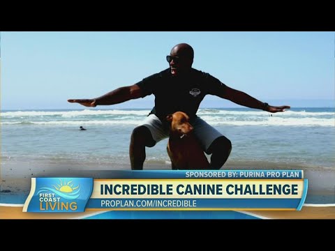 How you can watch the &39;Purina Pro Plan Incredible Dog Challenge Western Regional&39; event