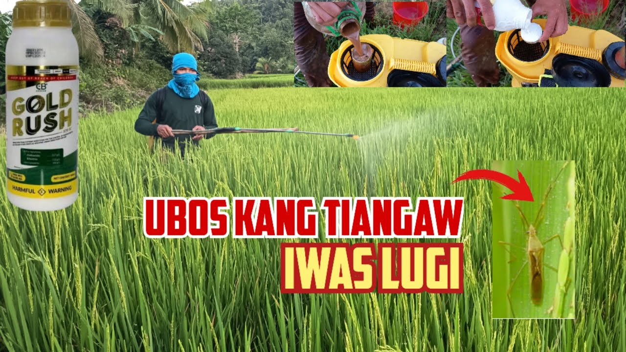 KAILAN DAPAT MagSpray para PATAY LAHAT ng Tiangaw sa palayan? Gold Rush + Organic Foliar Fertilizer