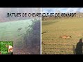 Battues, doublés de chevreuils et de renards!🦌🦊