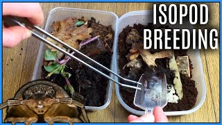 How To Care For Isopods: Culture Setup & Breeding | Bioactive Basics #18