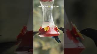 The only bird that can fly backwards ￼