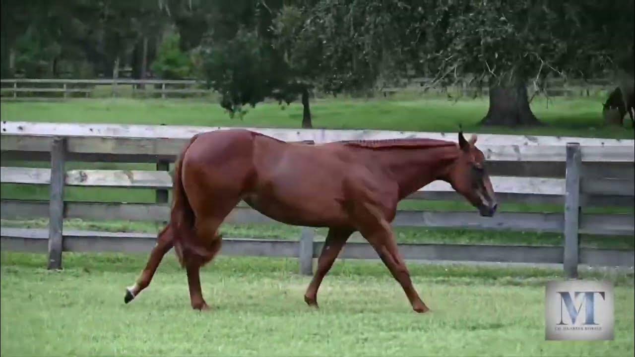 2023 NSBA Markel Yearling Sale Hip 11 Willy Bad And Bougie YouTube
