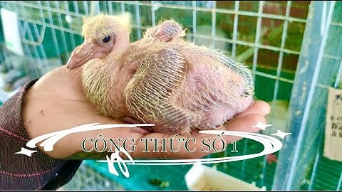 Với công thức trộn thức ăn này, Bồ câu lớn nhanh như thổi, siêu mập và nhanh có lời