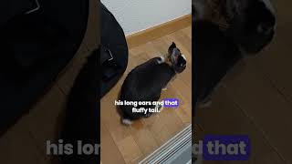 Don Conejos English Adventure A Unique Learning Method