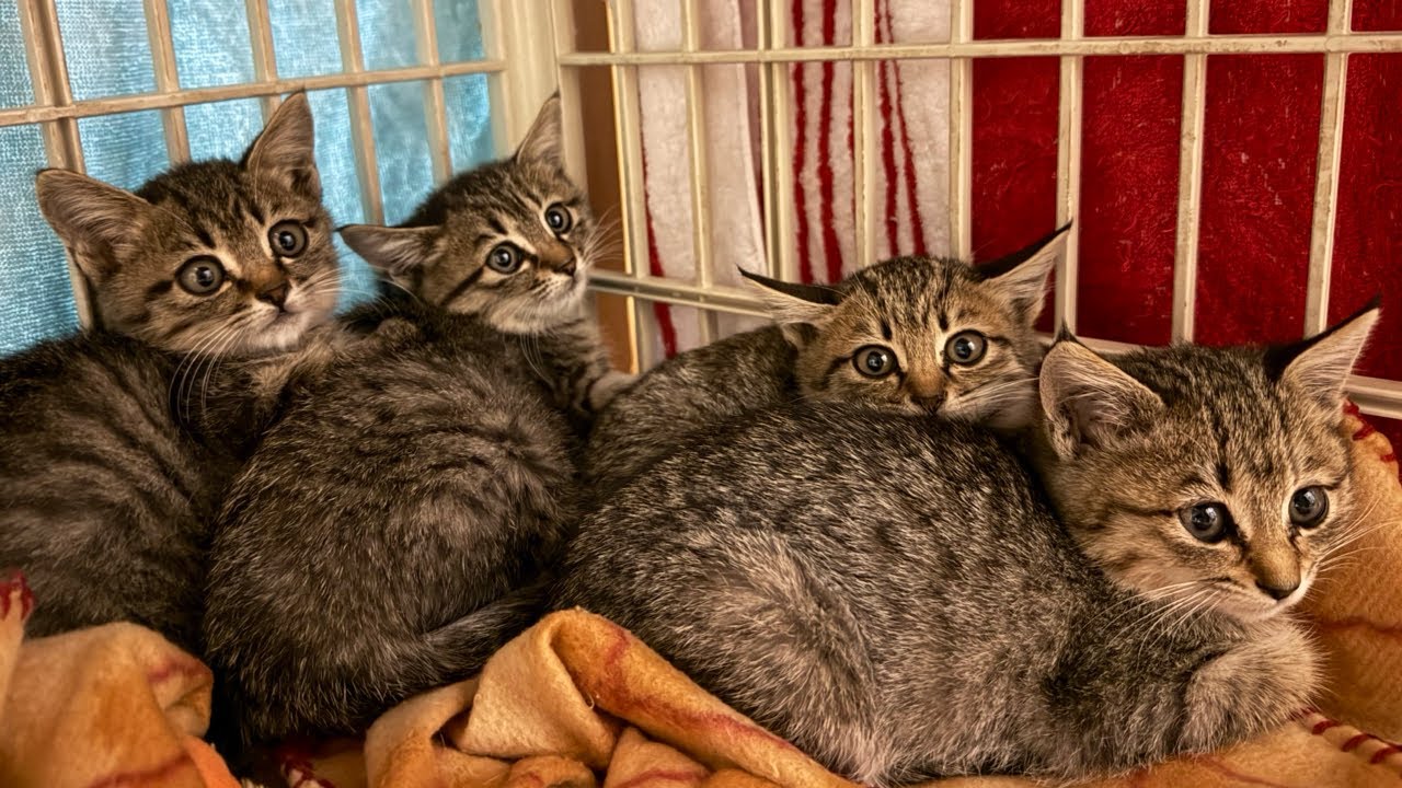 断捨離꙳☆* °ねこ二世様確認用 妖怪ウォッチ3】ネコ2世(ねこにせい)の