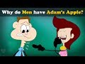 Why do Men have Adam&#39;s Apple? + more videos | #aumsum #kids #science #education #children
