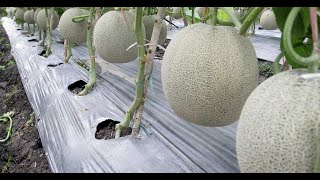 Tips For Protecting Melon Plants
