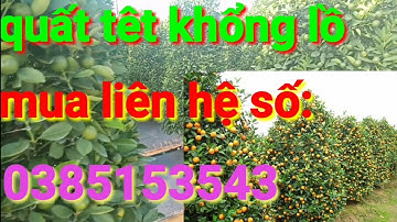 Quất tết 2021, quất cảnh cây to, quất cảnh tết dáng tháp mua liên hệ số: 0385153543