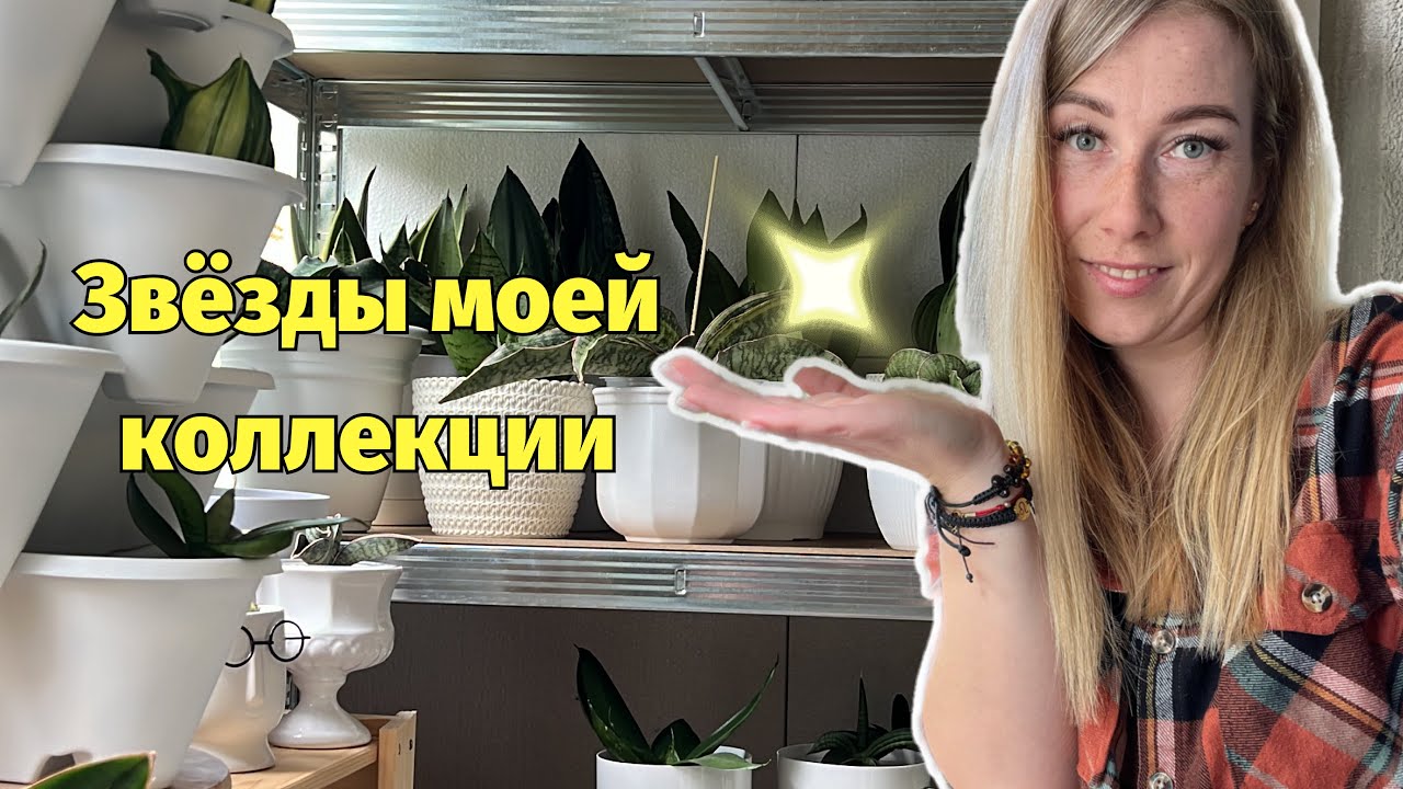 Самые дорогие сансы в моей коллекции 🤩 