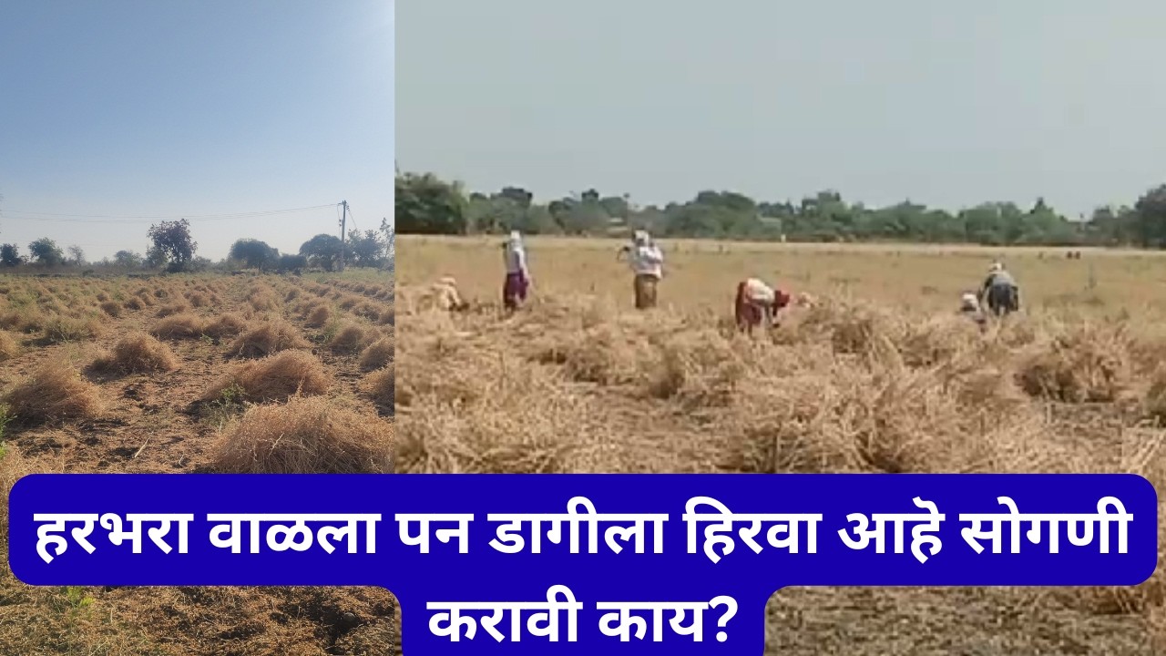 हरभरा वाळला पन डागीला हिरवा आहॆ सोगणी करावी काय? @ApliMati