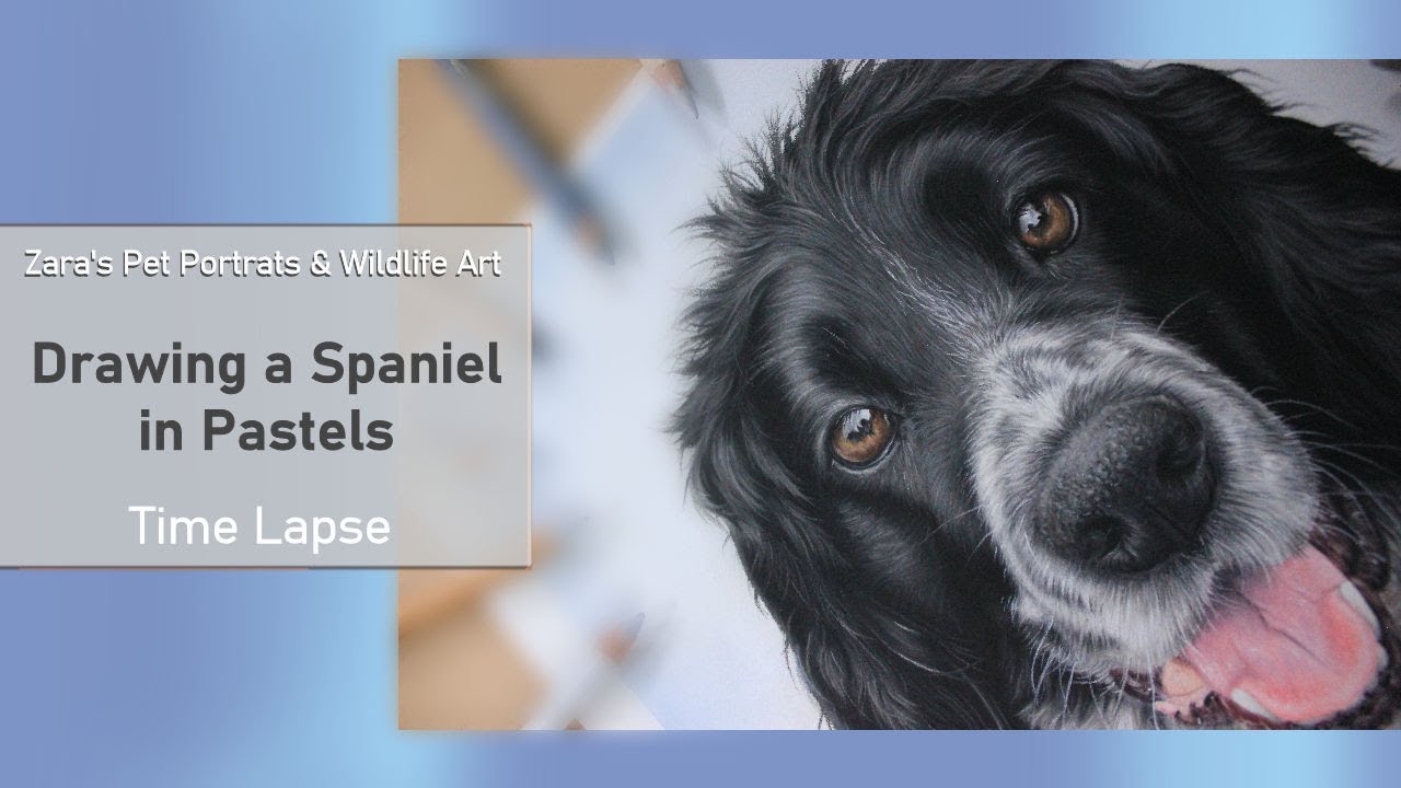 Springer Spaniel Pastel Pattern Springer Spaniel Drawing in Pastels | Pet Portrait - YouTube