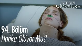 Harika ölüyor mu? - Kırgın Çiçekler 94. Bölüm