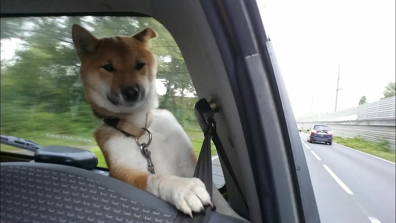 Dog In A Car Shiba Inu