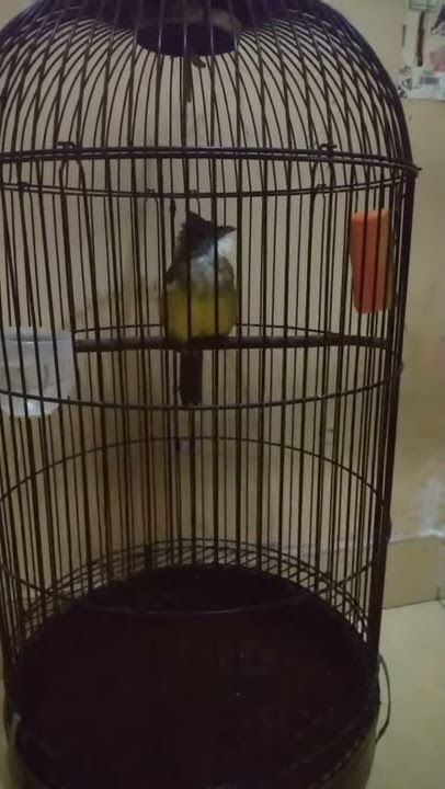 CUCAK JENGGOT KONSLET