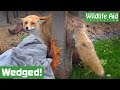 How did a FOX get wedged in a tree?!