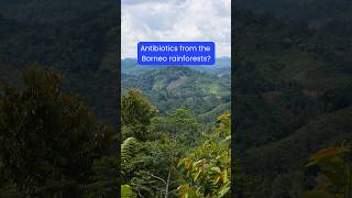 Antibiotics from the rainforests of Borneo? | Chain Reaction by ACS #podcastclips  #chemistrypodcast
