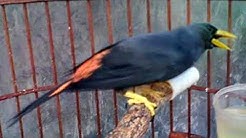 Cukup 5 menit!!! Burung Jalak Rio manapun bakal nyaut dan gacor - Durasi: 30:12. Cukup 5 menit!!! Burung Jalak Rio manapun bakal nyaut dan gacor - Durasi: 30:12.