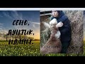 Привезла сено. Разговоры с козами. Реконструкция свинарника.