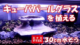 キューバパールグラスを植える【ミナミヌマエビ30cm水槽立上げ－4】