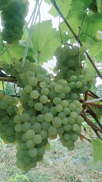 #grapes, harvest time