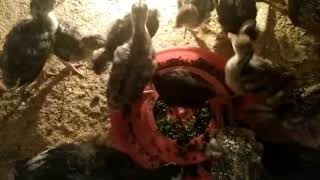 Please Bandhu Xokol Turkye Pwali Latile Joga Jog Koribo ....7099506133