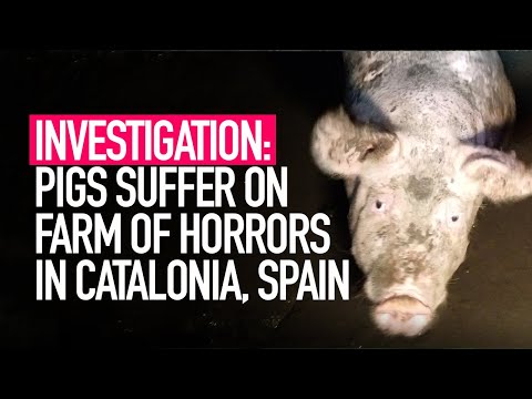 INVESTIGATION: Pigs Suffer on Farm of Horrors in Catalonia, Spain
