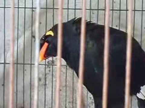 Noir Et Jaune Eurylaime Eurylaimus Ochromalus Femelles