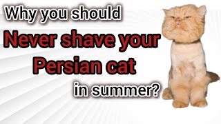 Why you should never shave your Persian cat in Summer? || When you should trim your cat!?