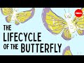 The weird and wonderful metamorphosis of the butterfly - Franziska Bauer