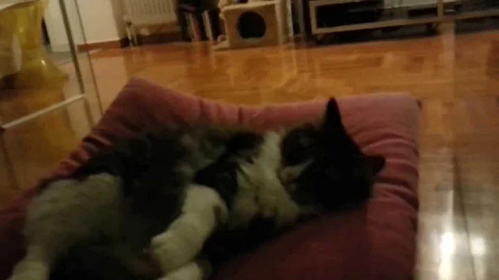 Miata the cat