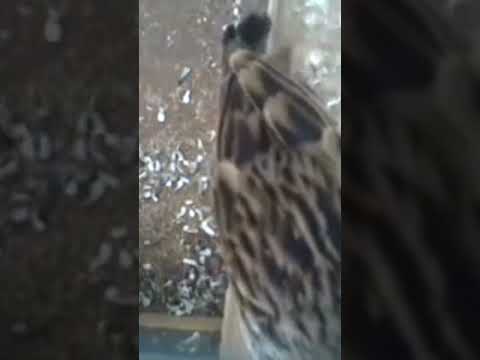 تغريد طائر الولوال الملكي تحياتي للجميع المتابعين عيدكم مبارك سعيد