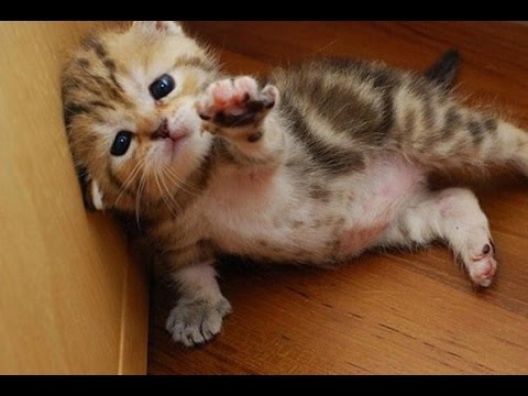 Kumpulan Gambar  KUCING Paling Lucu  Dan  Imut  YouTube