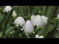 Первые весенние цветы|Подснежник|First spring flowers|Snowdrop