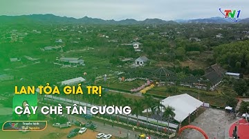 Lan tỏa giá trị cây chè Tân Cương | Thái Nguyên TV