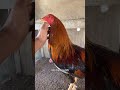 Ayam Pilipin 250 Saja 250 Juta Maksudnya 
