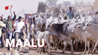 Youth Chase out Fulani and cows away from their land