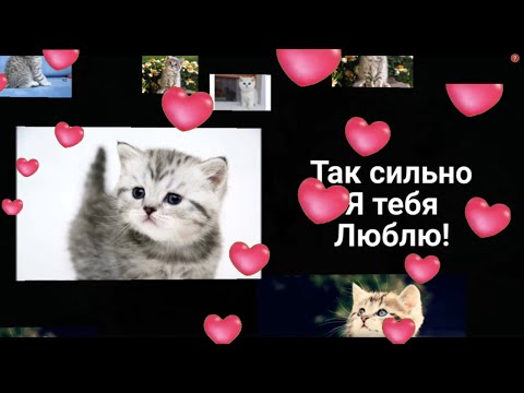 Моему любимому! КОТИК, Я тебя люблю! Красивое признание в любви