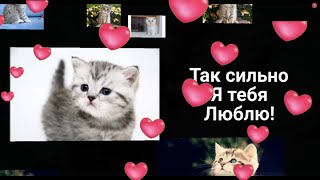 Моему любимому! КОТИК, Я тебя люблю! Красивое признание в любви