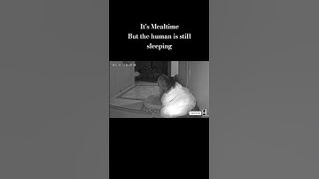 The tragic tale of a forgotten breakfast! #dog#camera #camera #securitycamera #pets #cctvcamera