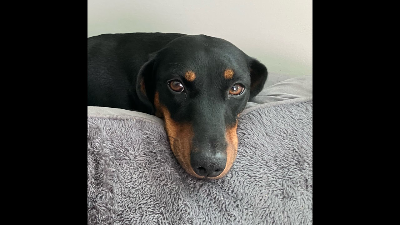 Fall guys till i win 10 games of ranked