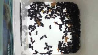 Mealworm Beetle Colony 2020 Img 2599 720