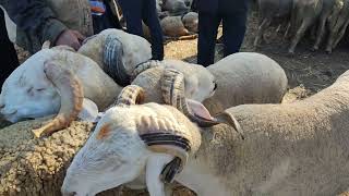 سوق اليوم ثمن حولي رومانيا🇨🇵 والخروف السردي🇲🇦 الخروف البركي الخروفات🐑 باثمنه مناسبه عيد الاضحى